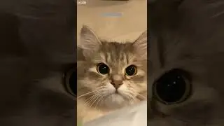 Cat videos 🐈&zwj;⬛ Will Cheer you Up 😻 # Episode 9947
