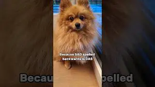 Watch This if You Are Feeling SAD 🥺 #shorts #dog #pomeranian