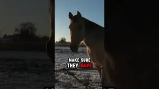 Do Horses Need Blankets in Winter?