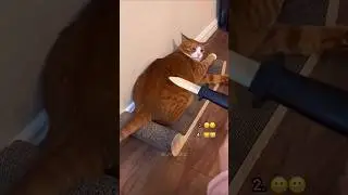 Funniest Animal Reactions That Broke the Internet! 🦜🐶🐱🤣