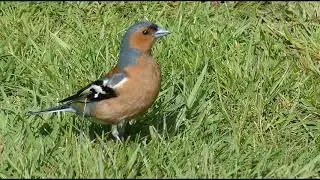 Chaffinch Bird Call bird Song