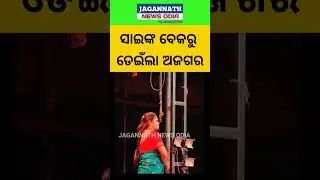 ସାଇଙ୍କ ବେକରୁ ଡେଇଁଲା ଅଜଗର ।। #jagannathnewsodia #news #jatra #viral