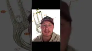 Most important antler characteristics when scoring a deer