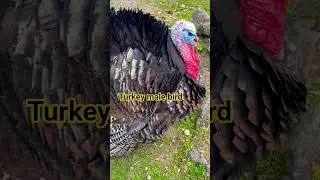 male turkey bird #poultryfarming #chicken