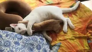 love with a happiness...| Cat Video| animal video| kittens play| cat playing video |cat love|Bonding