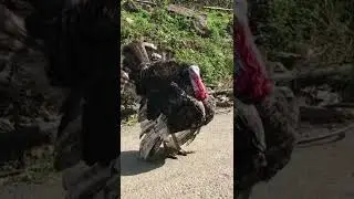 Dancing Bird to Attract Mate | Dancing birds For Mating |#short