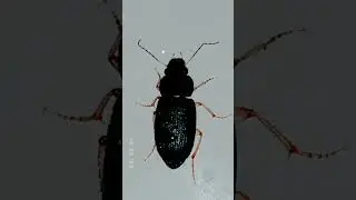 Harpalus rufipes🖤 #insects #zoologyworld#shorts