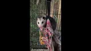 Another Opossum release! #fyp #animals #follow #trending #love #baby #wildlife #freefire #freedom