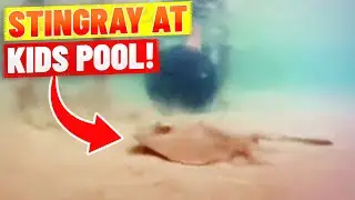 Bondi Lifeguards Rescue Dangerous Stingray in Kids Pool!