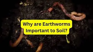 Why are Earthworms Important to Soil?
