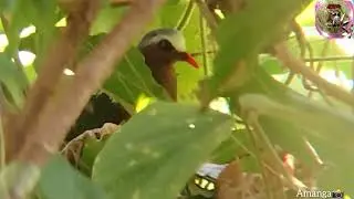 Chalcophaps indica /Emerald Dove/kobeiya in the Nest