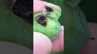 Zeytin Kızıl Kurdu-Lasioptera berlesiana