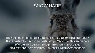 Snow hare Fact