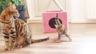 Mother Cat Screams to Let Her Kittens Know They Need to Behave