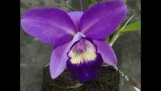 34. Orchids Time Lapse