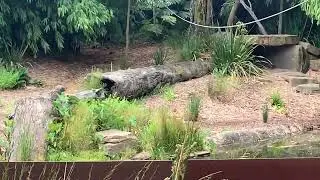 Melbourne Zoo Video 3