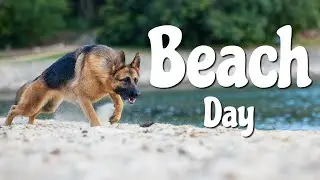 Going to the beach with my dog | Spend time with your dog | German Shepherd