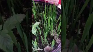 When your loving soil talks to you #vermicompost #earthworms #vermiculture