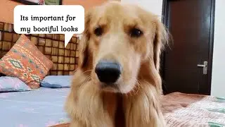 Lazy Dog Won't get Out of Bed | Simba Not Ready To Get Out Of Bed