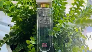 White Tea Wild Rose by Elizabeth Arden Fragrance Review
