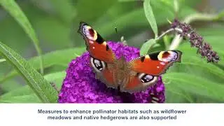 Pollinators and Biodiversity in Ireland