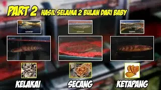 Review hasil perkembangan 3 progresan Red maru selama 2 bulan