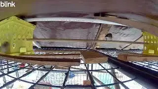 Cardinals, suet and house sparrows