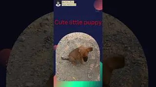 cute puppy 🐶 | Pet Tales @pettales.official #shorts #short #pettales #puppy