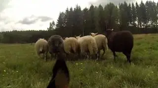 The working kelpie 