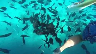swim with dolphin KatZ  Delphine GoPro Hero black edition Hurgada RedSea HD &Auml;gypten