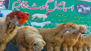 sheep farming business in Pakistan | Top Quality mundra | goat farming business | ismail goat farm