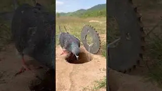 Technique DIY Bird Trap Using Hole #youtubeshorts