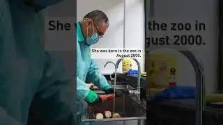 Giant panda Ya Ya arrives in Beijing after 20 years in US