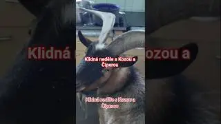 Klidn&aacute; neděle s Kozou a Čiperou #koza #cipera #goat #animals #klid