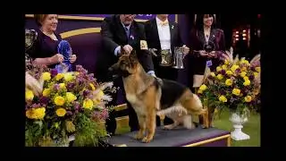 Dogs on FOX Sports 1 intro 2025 Dog show