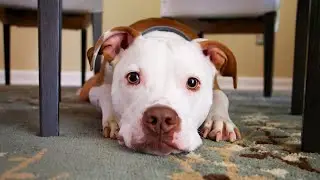 Proyecto de ley: Cr&iacute;a y tenencia de razas de perros 