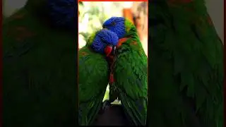 Interesting Facts about Rainbow Lorikeet | Amazing Zoo Miami Animals #animals