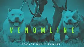 VENOMLINE | ABKC CHAMPION EXTREME BUILD POCKET AMERICAN BULLY BREEDERS