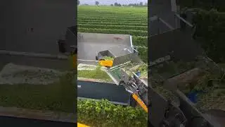 Amazing #grape 🍇 #harvester & sorting machine #shortviral #farmequipment #farming #farmmachinery