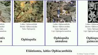 El&auml;inkunta, lahko Ophiacanthida ophiopsila animal kokusai callista guineensis Cryptopelta annulosa