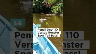 Papuan Spot Tail Bass Attack! Umpan Pencil Dihajar Ikan Monster! 2024 #Shorts