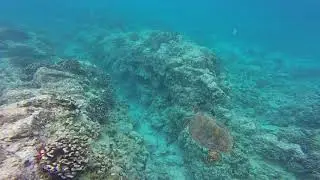 Swimming Sea Turtle Kayak Bay
