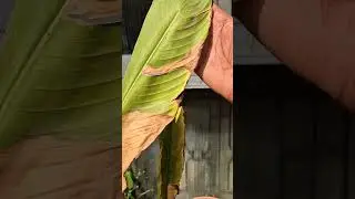 Sun Burn| Sun scorch will kill plants #summer #heatwaves #temperature #dead #safe #diy #viralvideo