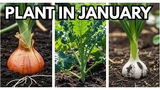 17 Crops You Must Plant In January to Feed Your Family for a Year