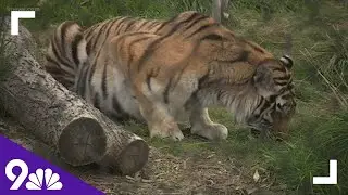 Emergency wildlife fund started by Denver Zoo supports Ukrainian zoos