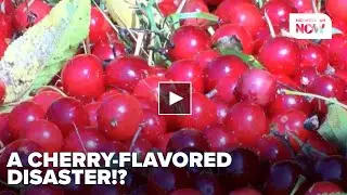 Is Michigan's Cherry Crop in TROUBLE?