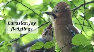 Eurasian Jay Fledglings
