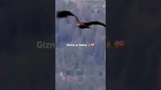 SHE'S BACK! @GIZMO OR SUNNY EAGLETS 💝🙏