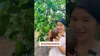 POKOK AVOCADO CUBAN JUMBO &ndash; SUPER PRODUKTIVITI, SUPER BERKUALITI #avocado #pokokbuah #anakpokok