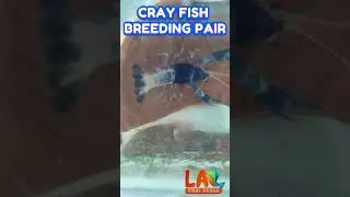 CRAY FISH BREEDING PAIR / LOBSTER BREEDING PAIR / BLUE GHOST CRAY FISH / CRAY FISH FARMING IN NAGPUR